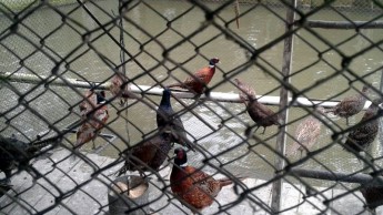 Estudantes de Quitandinha visitaram o Parque das Aves, em São Bento do Sul (3)