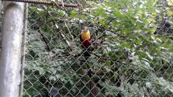 Estudantes de Quitandinha visitaram o Parque das Aves, em São Bento do Sul (4)