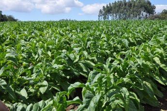 Mafra sediará hoje etapa do ciclo de conscientização do tabaco