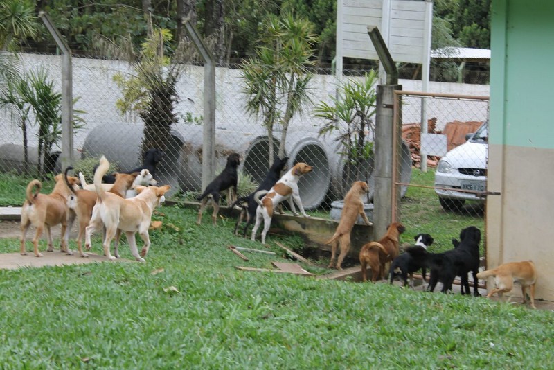 Conheça a linda história do Abrigo de Cães São Francisco de Assis (2)