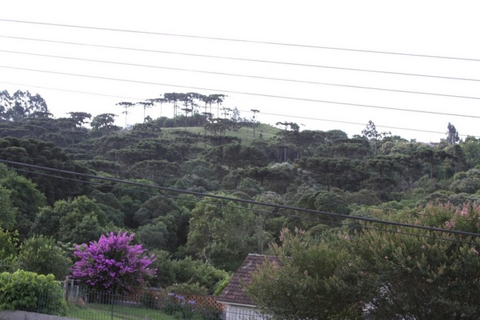 Mafra realiza ações em defesa do meio ambiente