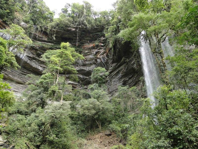 Instituto Rã-bugio para Conservação da Biodiversidade